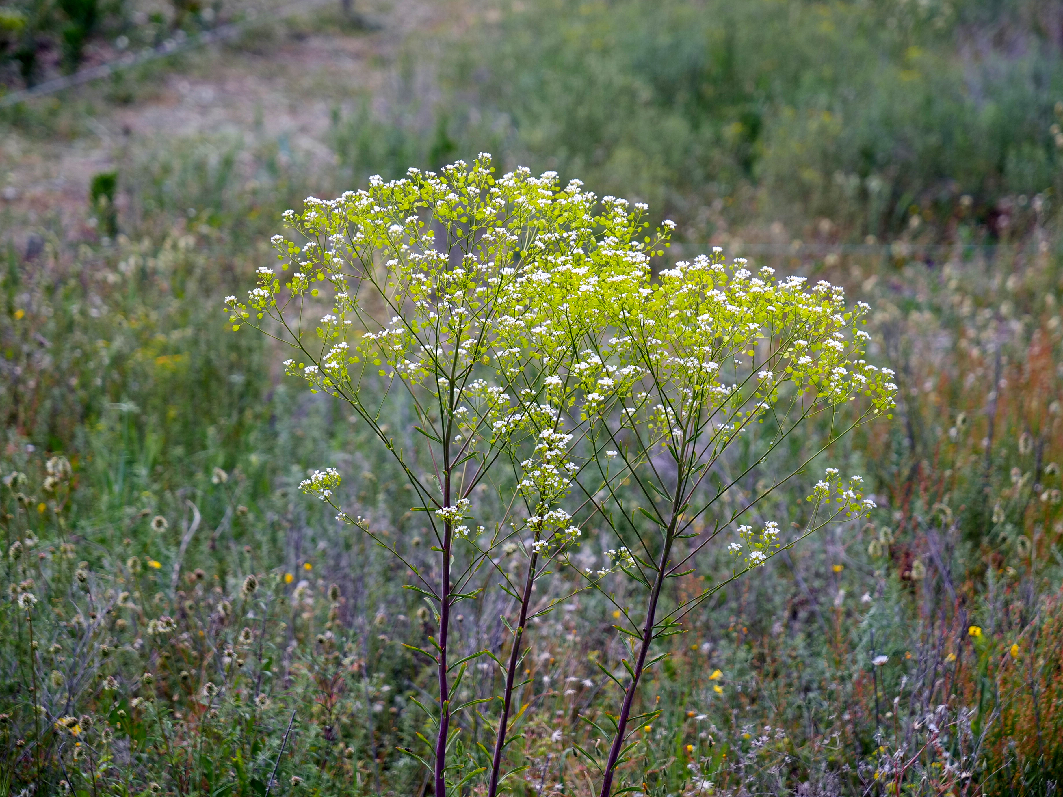 Server Farm: Test Plot 001