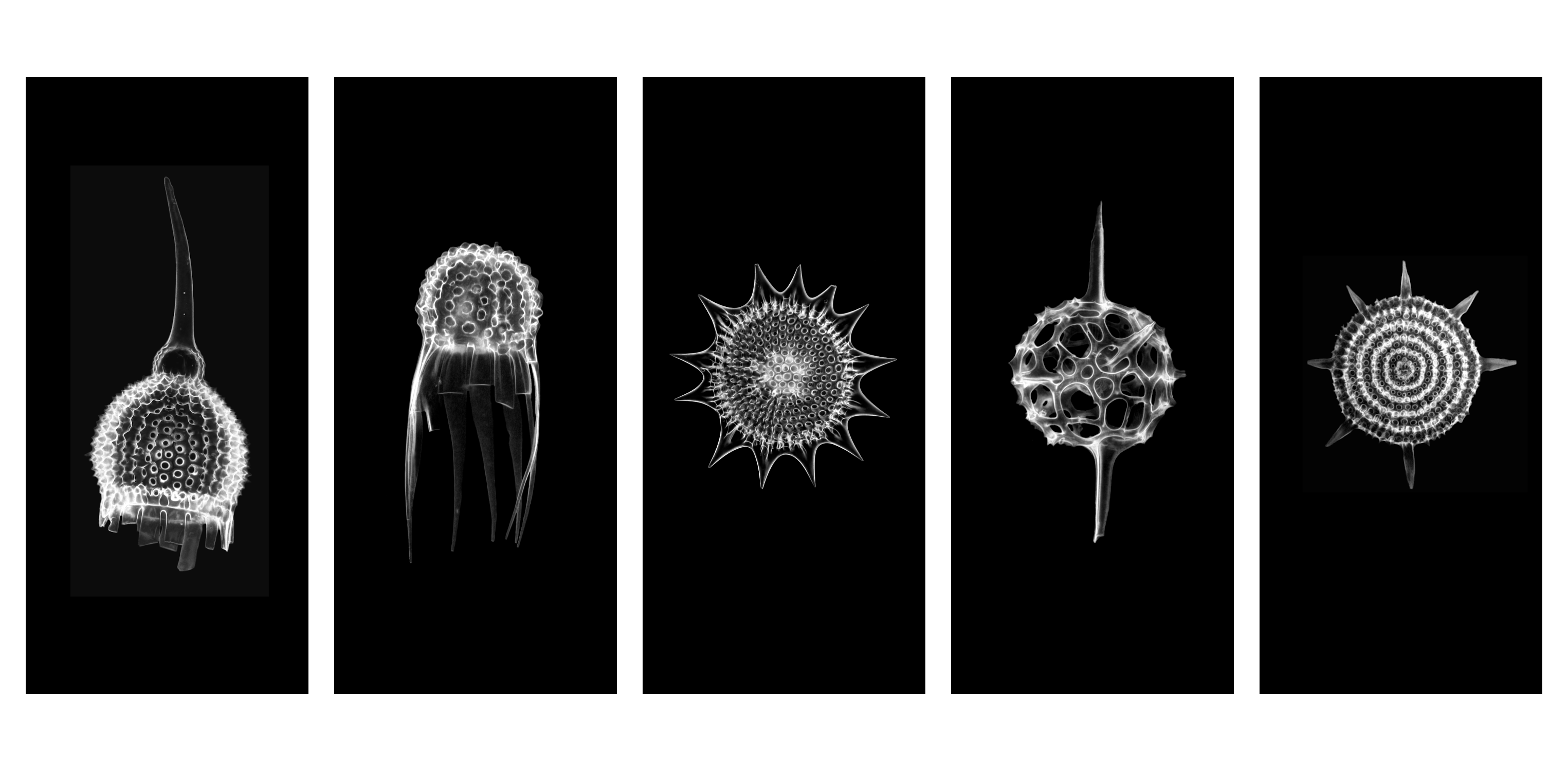 Solar Panels (Radiolaria Series)